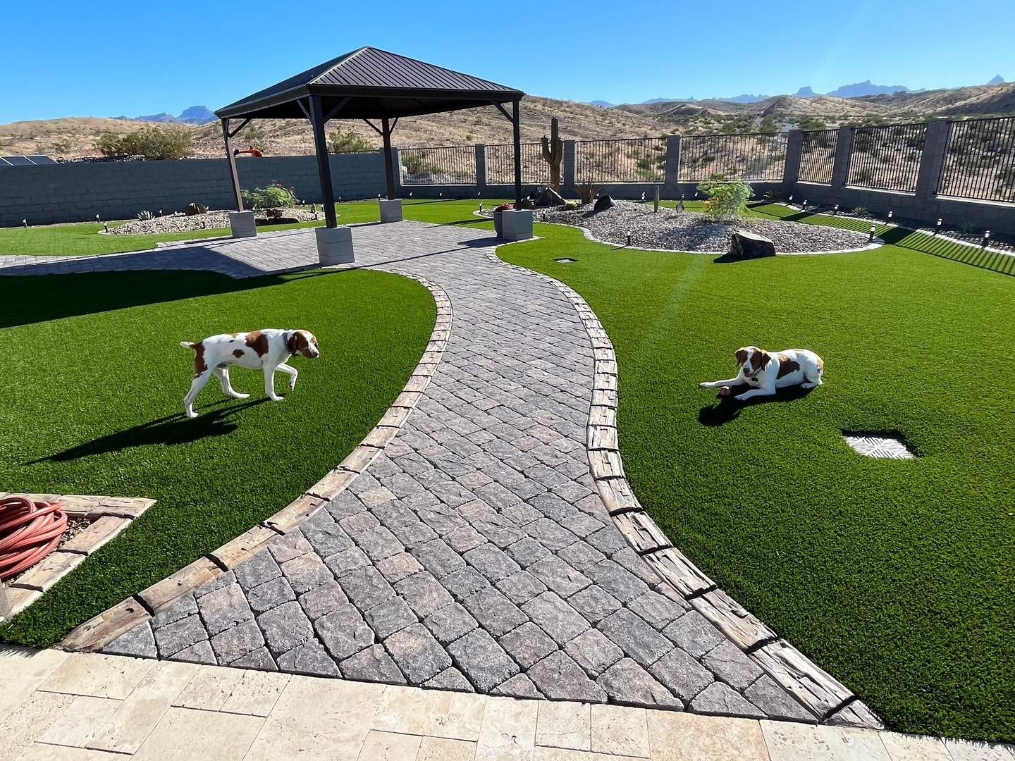 Pet turf yard with paver walkway and dogs playing